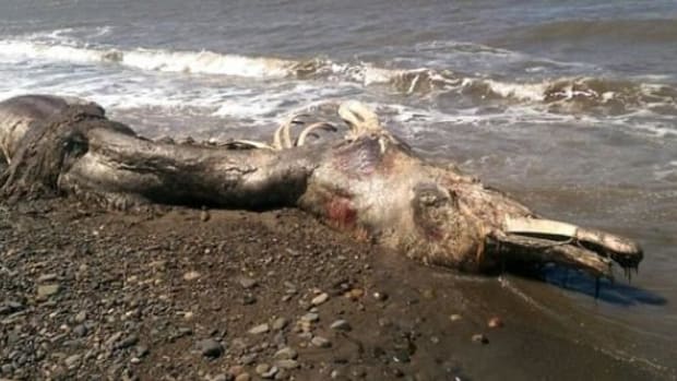 Officials Try To Figure Out What 'Sea Monster' That Washed Up On Shore Actually Is (Photos) Promo Image