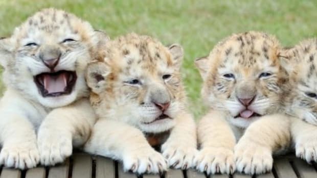 A White Lion And A White Tiger Make Babies (Photos) Promo Image