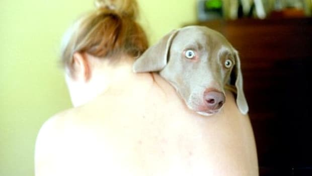 Study: Dogs Don't Like To Be Hugged By Humans Promo Image