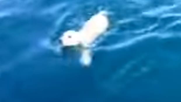 a dog trapped at sea