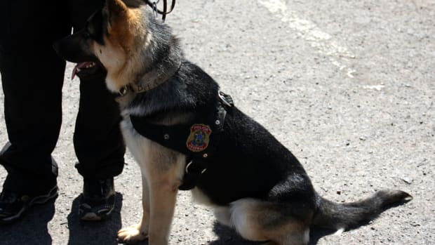 A police dog.