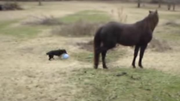 Horse And Dog's Unlikely Friendship Goes Viral (Video) Promo Image