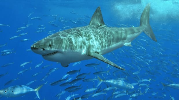 Shark Attack Leaves 13-Year-Old Boy Seriously Injured Promo Image