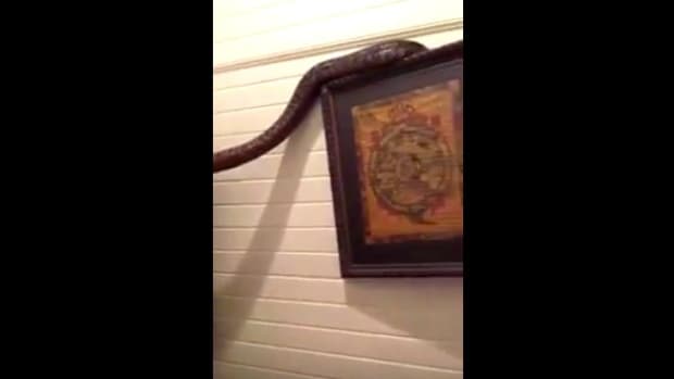 Australian Woman Finds Giant Python In Bedroom (Video) Promo Image