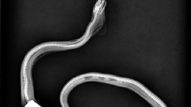 Unusual Snake X-Ray Catches Veterinary Expert Off Guard (Photo) Promo Image