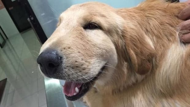 Dog Can't Stop Smiling Despite Getting Stung By Wasp Promo Image