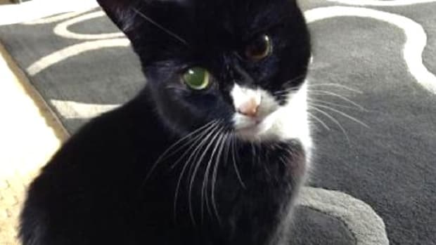 Lucky Cat Survives 30 Shotgun Wounds Promo Image