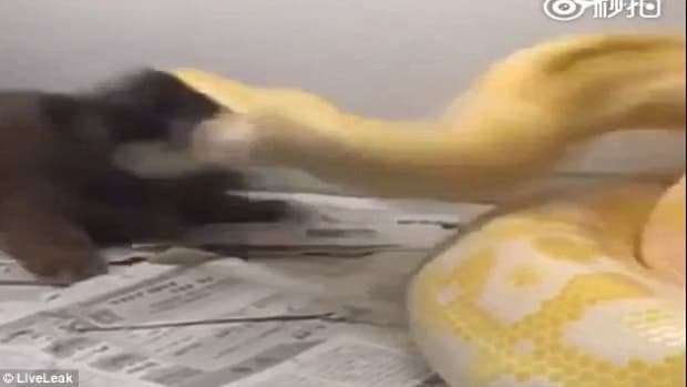 Owner Lets Python Attack His Puppy (Video) Promo Image