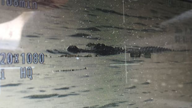 Alligator Spotted With Man's Body In Mouth (Video) Promo Image