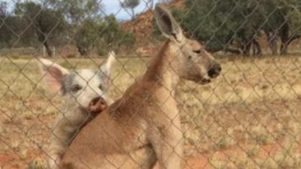 Pig And Kangaroo Have Unusual Relationship (Photos) Promo Image