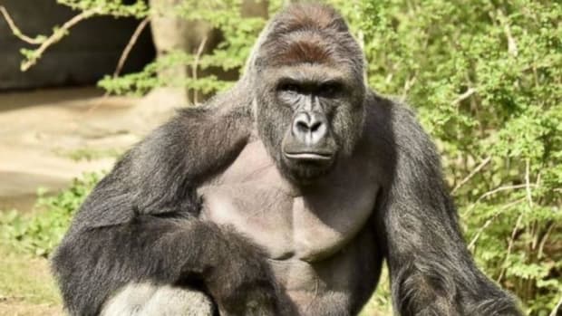 Mother Of Boy Who Fell Into Gorilla Pit Defends Herself Promo Image