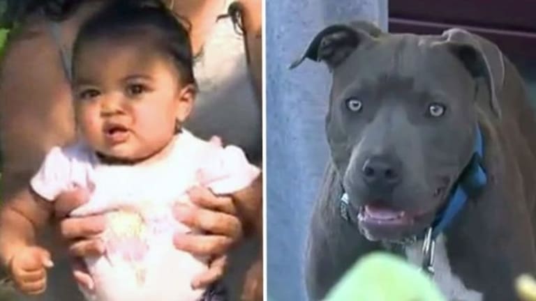 Mother Shocked To See What Pit Bull Did