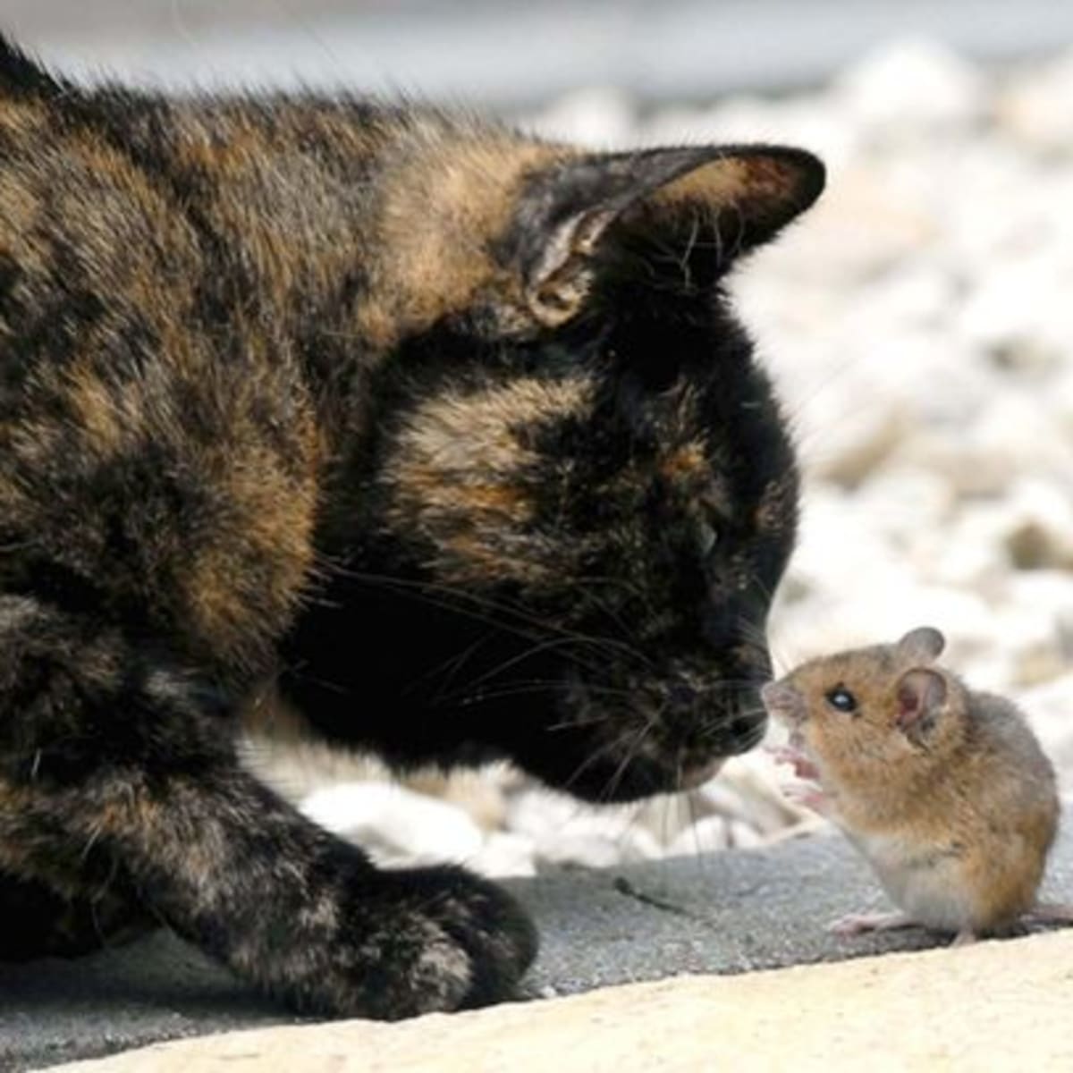 An Unusual Game Of Cat And Mouse Animals Become Unlikely Friends Photos Opposing Views An Unusual Game Of Cat And Mouse Animals Become Unlikely Friends Photos Opposing Views