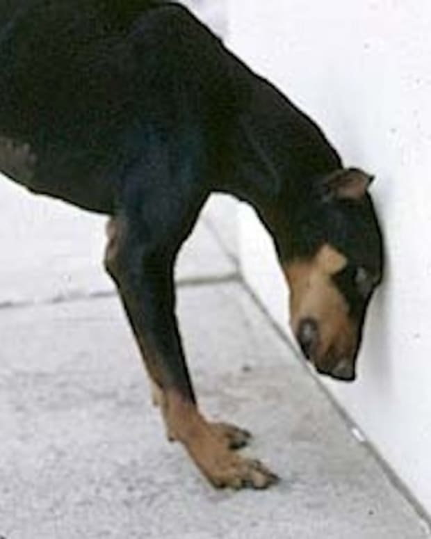 If Your Dog Starts Pressing Its Head Against The Wall, Go To The Vet