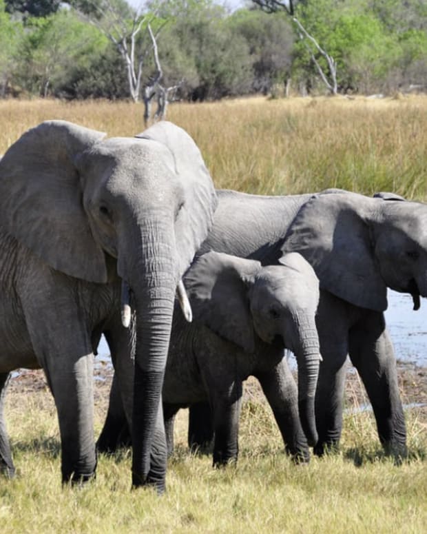 Penn State Frat Pledges Allegedly Did Elephant Walk Opposing Views