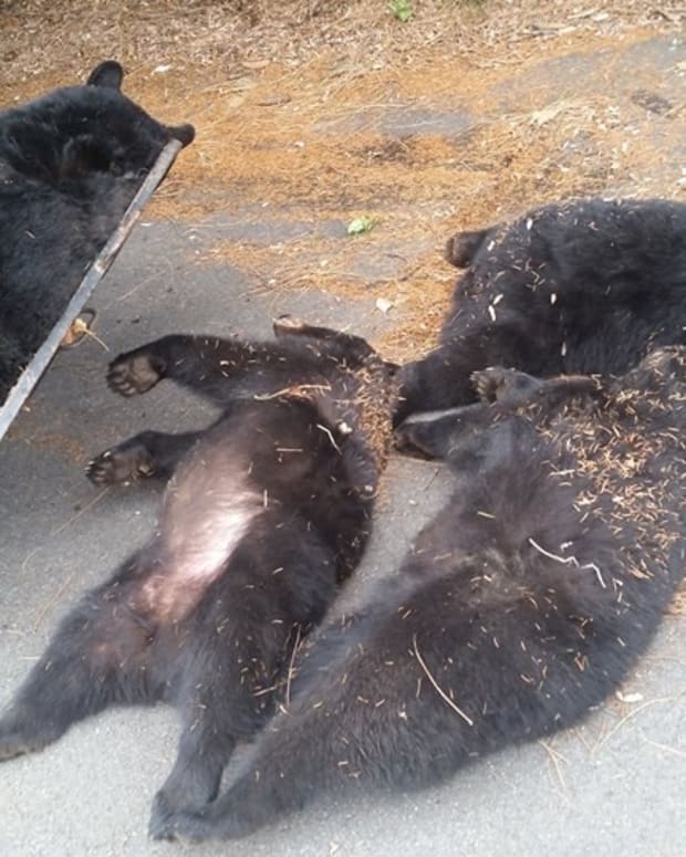 Investigators Uncover Cause Of 'Suspicious' Bear Deaths Promo Image