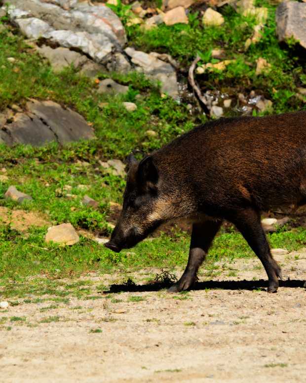 North Carolina Hunter Bags Massive 500+ Pound Wild Boar (Photos