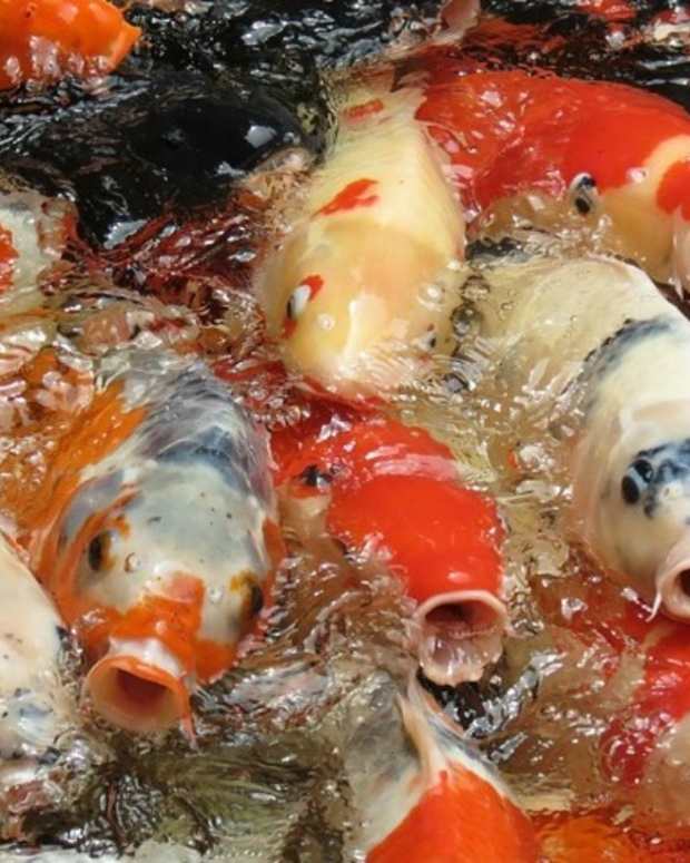 Trump Dumps Food In Koi Pond, Sparks Controversy (Photos) Promo Image