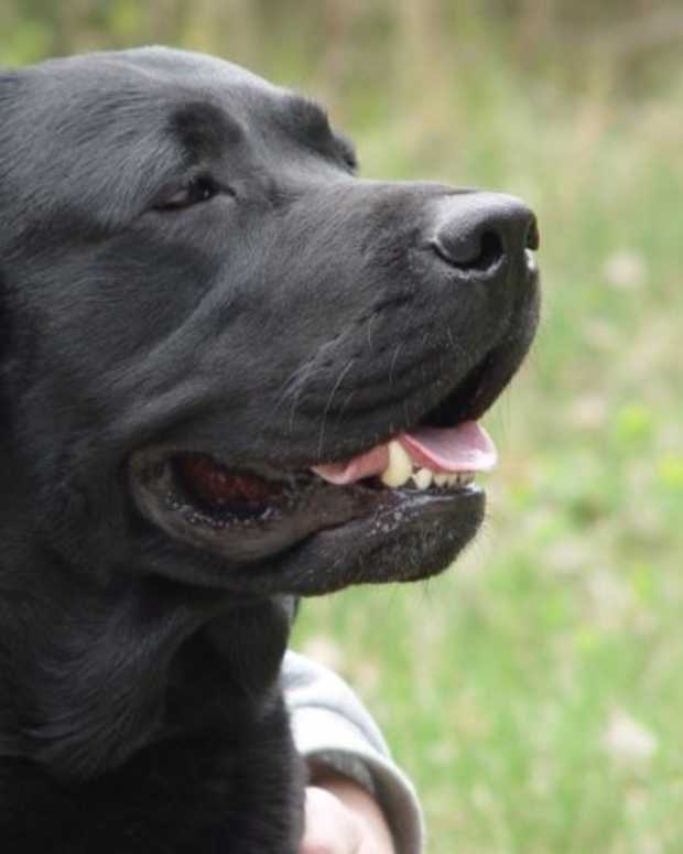 'I Was Terrified': Man Shoots, Kills 160-Pound Burmese Python In