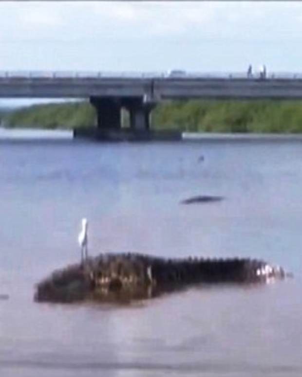 Woman Jumps Into Crocodile Enclosure In Mexico Zoo (Video) Opposing Views