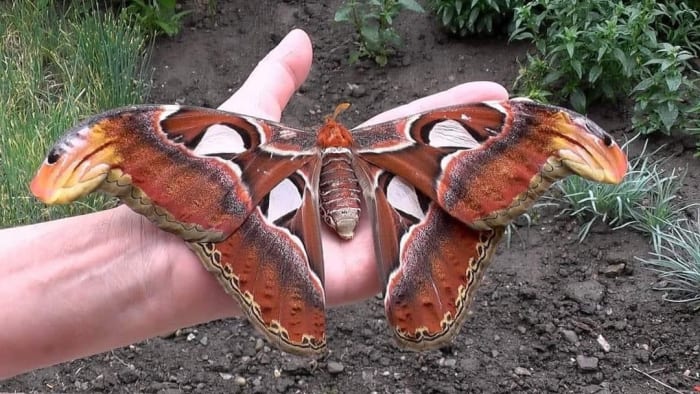 A person holding the Atlas moth with its wings fully stretched, Photo Credit: Rob/Twitter