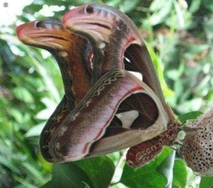 The Atlas moth's wings in a natural position resembling two snake heads, Photo Credit: Rob/Twitter