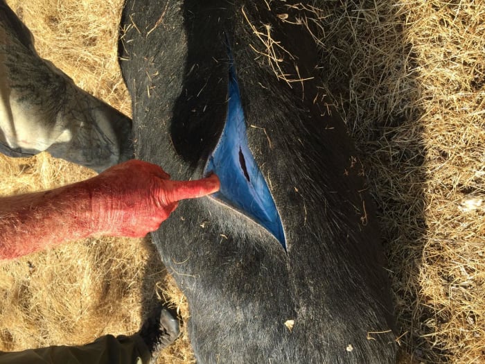 Deceased wild pig with cut in belly exposing blue fat, Photo Credit: Imgur