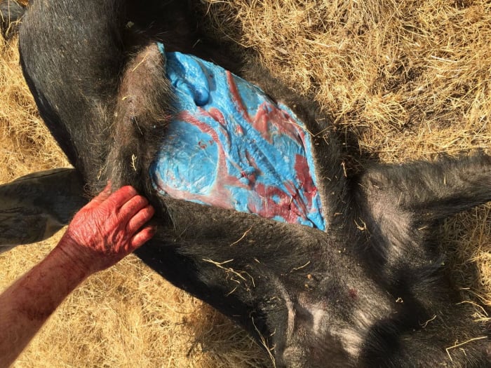 Deceased wild pig with cut in belly exposing blue fat, Photo Credit: Imgur