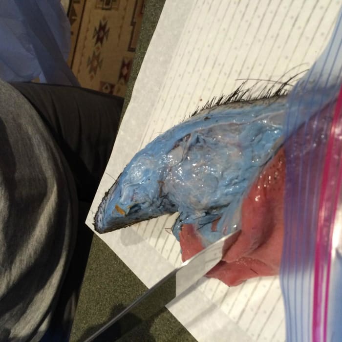 Deceased wild pig with cut in belly exposing blue fat, Photo Credit: Imgur