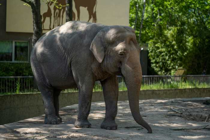 An elephant in a Zoo, Photo Credit: Pexels