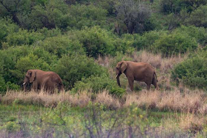 Brown Elephants in a field of Green Grass, Photo Credit: Pexels