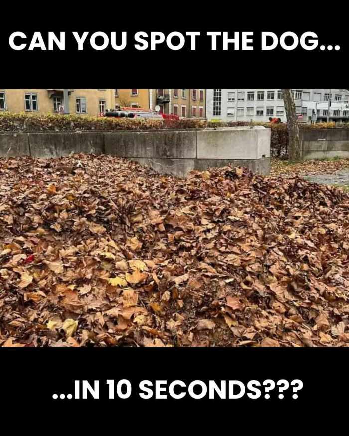 A dog hidden in autumn leaves, Photo Credit: Minion Quotes/Facebook