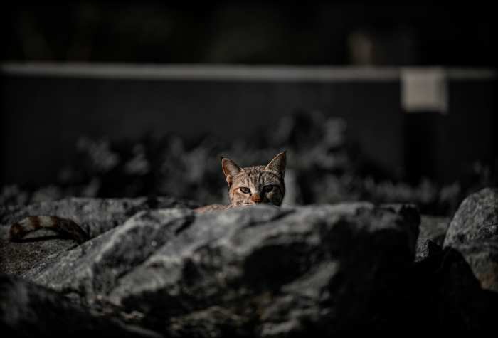 A cat sitting on top of some rocks, Photo Credit: Pexels