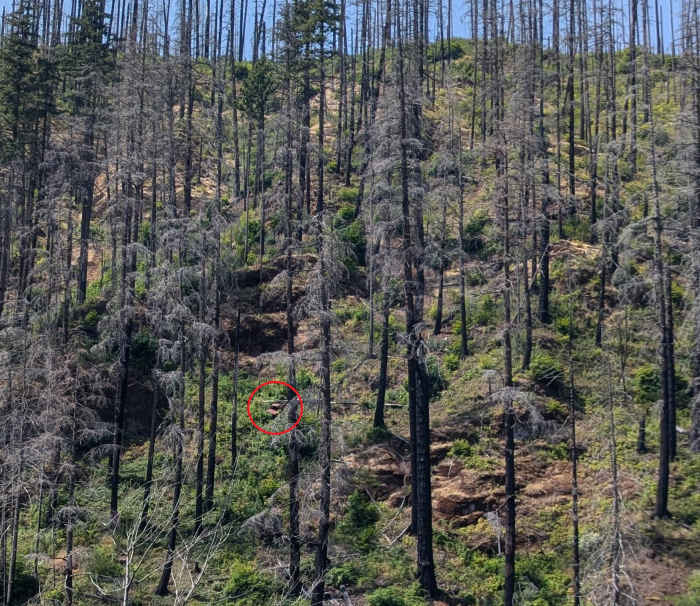 A hidden car in the woods, Photo Credit: Reddit