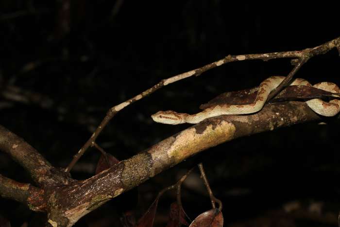 Viper Snake on a Branch at Night in Audala, Photo Credit: Pexels