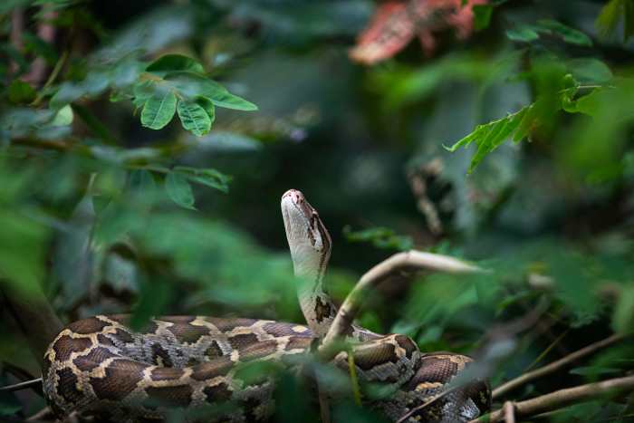 Intriguing Python Snake in Dense Jungle Foliage, Photo Credit: Pexels