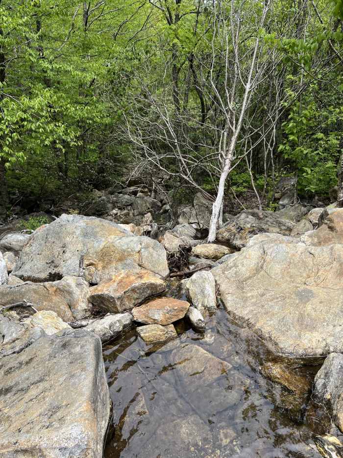A camouflaged snake in a forest stream, Photo Credit: Reddit