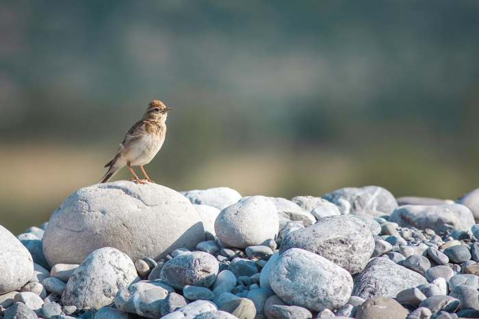 Greater Short-toed Lark bird in Nature, Photo Credit: Pexels