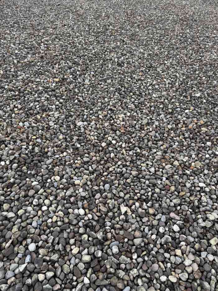 A bird hiding in a sea of pebbles, Photo Credit: Reddit