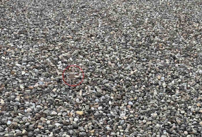 A bird hiding in a sea of pebbles, Photo Credit: Reddit