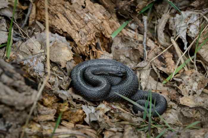 Close up of a Black Adder snake, Photo Credit: Pexels