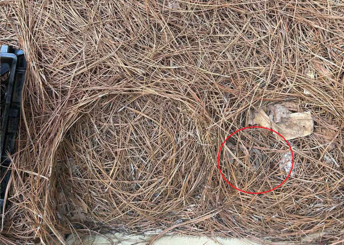 A snake hiding among a pile of dry pine needles, Photo Credit: Reddit