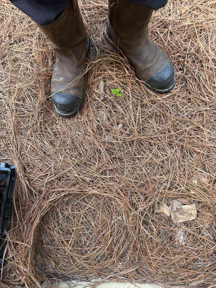 A snake hiding among a pile of dry pine needles, Photo Credit: Reddit