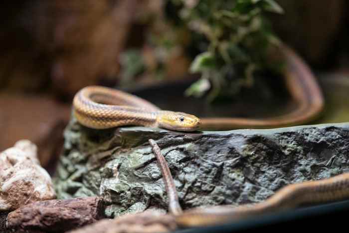 Close up of a Black Adder snake, Photo Credit: Pexels