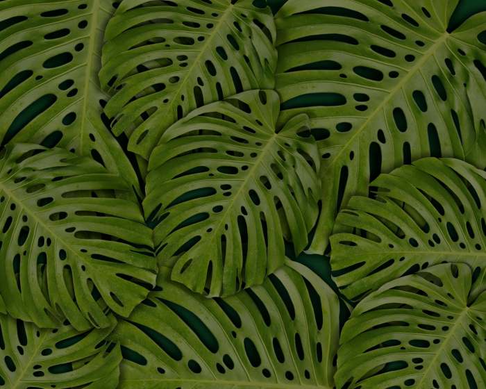 Monstera leaves, Photo Credit: Pexels