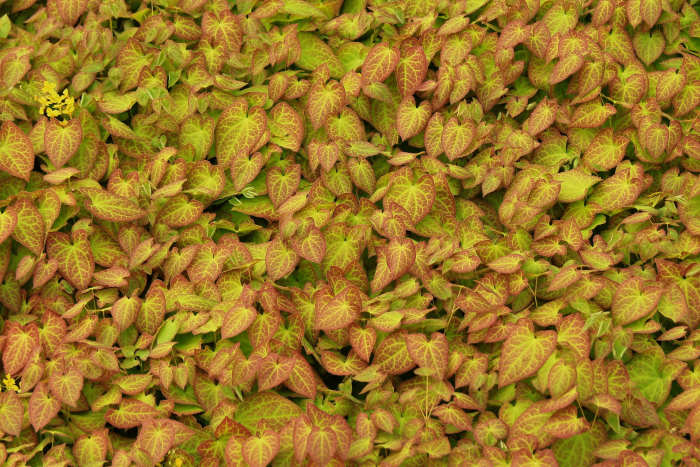 Close-up shot of leaves, Photo Credit: Pexels
