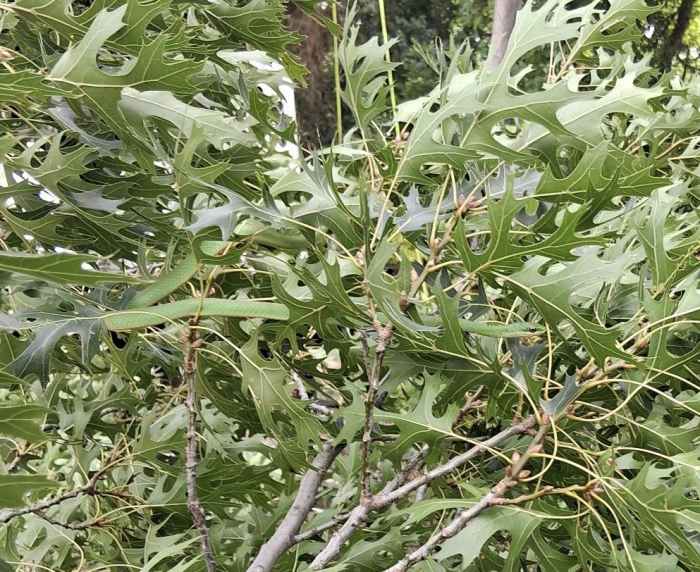 A hidden snake among leaves in a tree, Photo Credit: Reddit