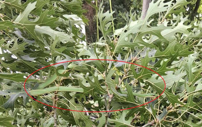 A hidden snake among leaves in a tree, Photo Credit: Reddit