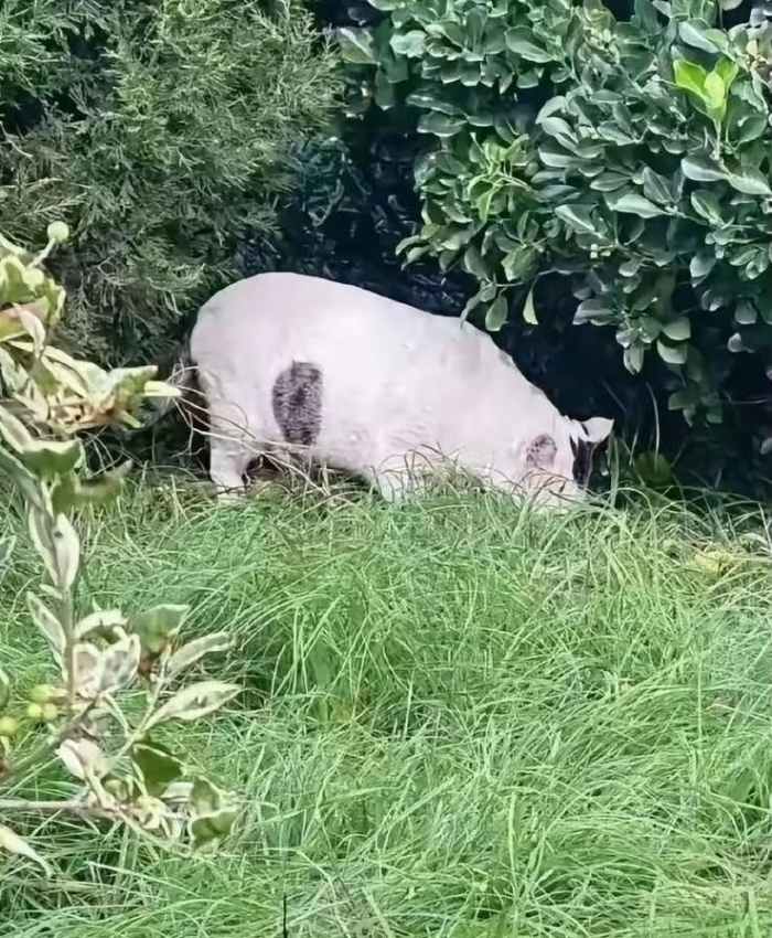 An optical illusion featuring a cat or pig, Photo Credit: Reddit