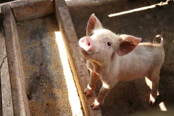 Little Piglet at the Trough, Photo Credit: Pexels